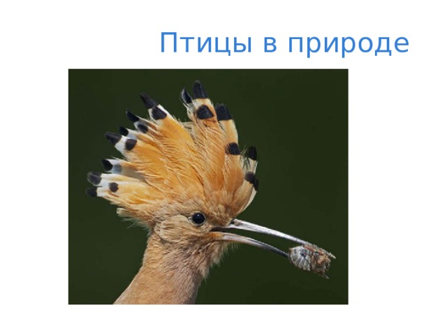  Птицы в природе 