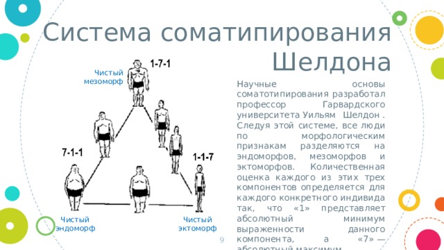 Система соматипирования Шелдона Чистый мезоморф Научные основы соматотипирования разработал профессор Гарвардского университета Уильям Шелдон . Следуя этой системе, все люди по морфологическим признакам разделяются на эндоморфов, мезоморфов и эктоморфов. Количественная оценка каждого из этих трех компонентов определяется для каждого конкретного индивида так, что «1» представляет абсолютный минимум выраженности данного компонента, а «7» — абсолютный максимум. Чистый эндоморф Чистый эктоморф  