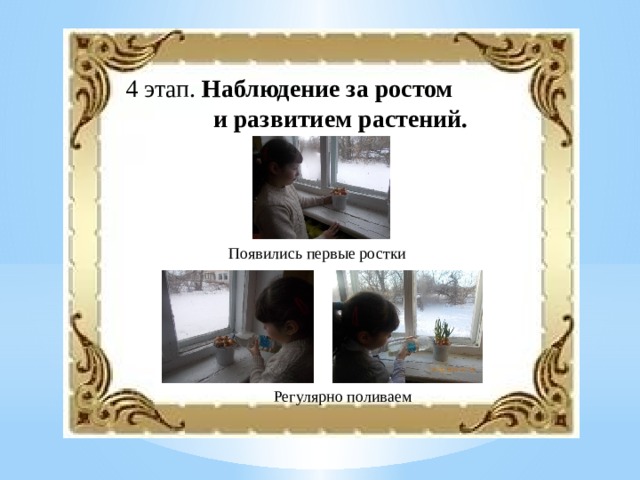  4 этап. Наблюдение за ростом  и развитием растений. Появились первые ростки Регулярно поливаем 