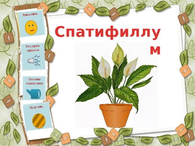 Спатифиллум 