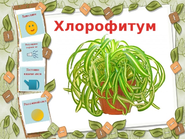 Хлорофитум 