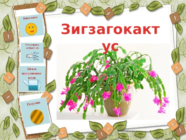 Зигзагокактус 