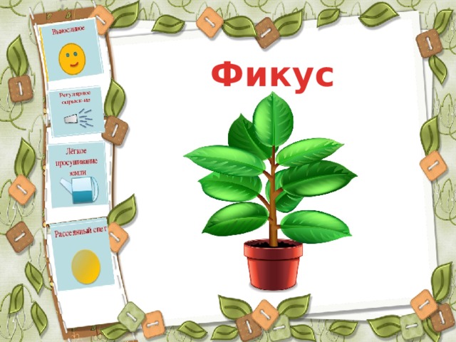 Фикус 