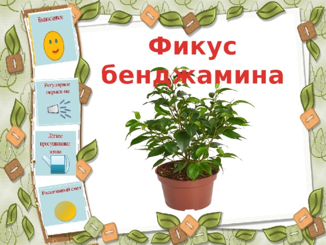 Фикус бенджамина 