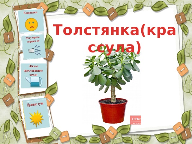 Толстянка(крассула) 