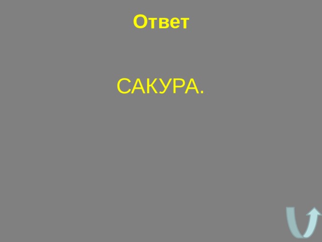 Ответ САКУРА. 