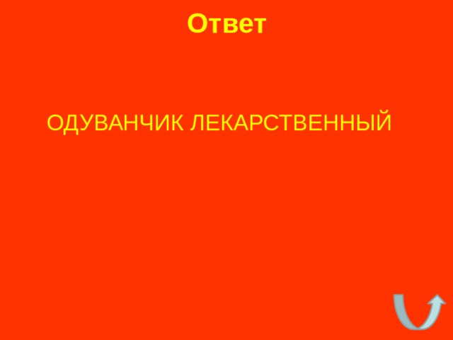 Ответ ОДУВАНЧИК ЛЕКАРСТВЕННЫЙ 
