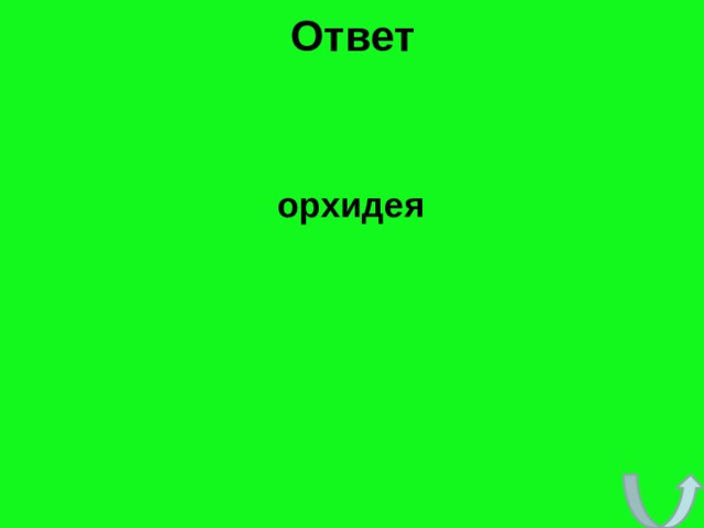 Ответ   орхидея 