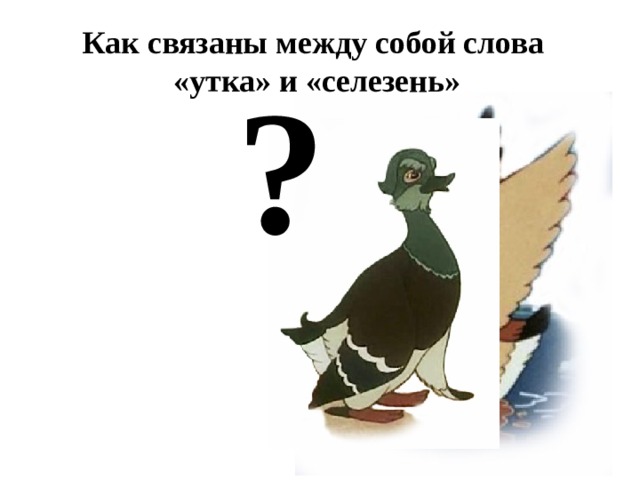Как связаны между собой слова «утка» и «селезень» ? 