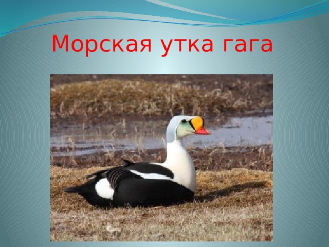 Морская утка гага 