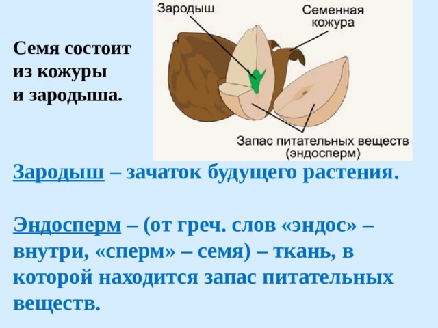  Семя состоит  из кожуры  и зародыша.    Зародыш – зачаток будущего растения.   Эндосперм – (от греч. слов «эндос» – внутри, «сперм» – семя) – ткань, в которой находится запас питательных веществ.   