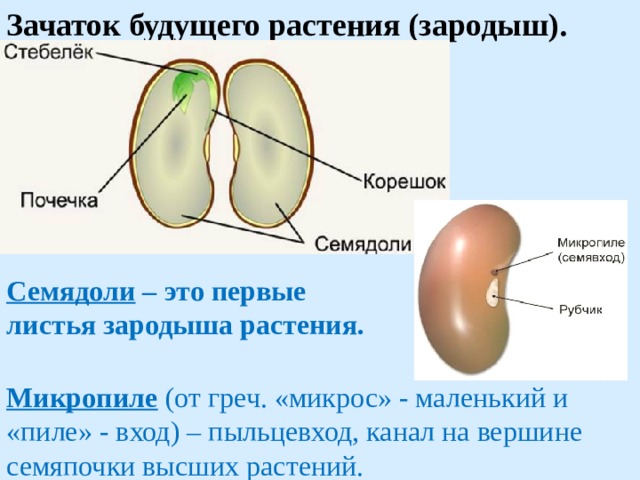 Зачаток будущего растения (зародыш).        Семядоли – это первые  листья зародыша растения.   Микропиле (от греч. «микрос» - маленький и «пиле» - вход) – пыльцевход, канал на вершине семяпочки высших растений.        