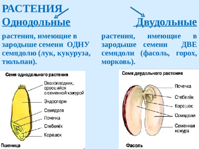 РАСТЕНИЯ  Однодольные  Двудольные         растения, имеющие в зародыше семени ОДНУ семядолю (лук, кукуруза, тюльпан). растения, имеющие в зародыше семени ДВЕ семядоли (фасоль, горох, морковь).  