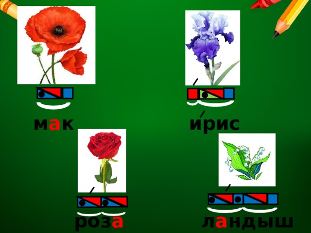 ирис м а к роз а л а ндыш 