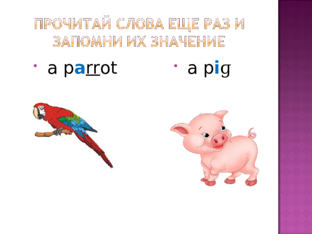  a p a rr ot   a p i ɡ  