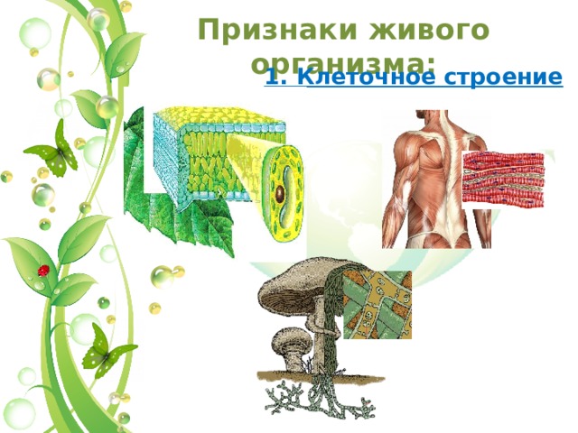Признаки живого организма:   1. Клеточное строение 11 