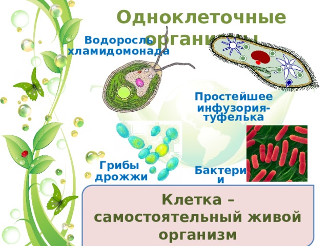 Одноклеточные организмы Водоросль хламидомонада Простейшее инфузория-туфелька Грибы дрожжи Бактерии  Клетка – самостоятельный живой организм 11 