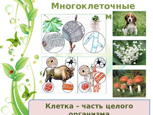 Многоклеточные организмы Клетка – часть целого организма 11 