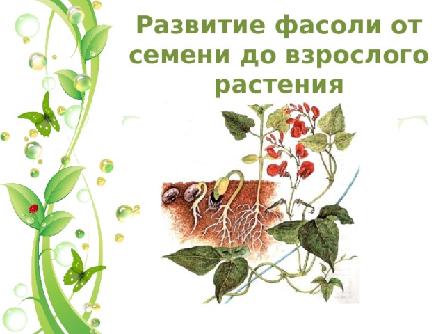 Развитие фасоли от семени до взрослого растения 11 