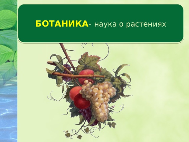 БОТАНИКА - наука о растениях Царство растений  