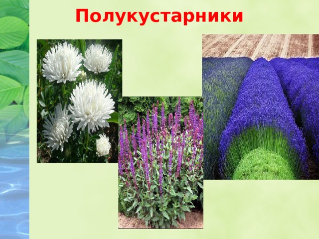 Полукустарники 