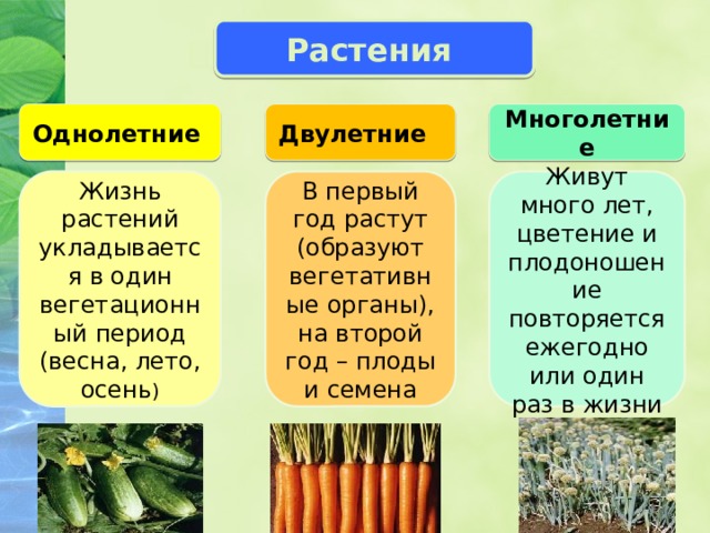 Растения Царство растений Однолетние  Двулетние Многолетние Жизнь растений укладывается в один вегетационный период (весна, лето, осень ) В первый год растут (образуют вегетативные органы), на второй год – плоды и семена Живут много лет, цветение и плодоношение повторяется ежегодно или один раз в жизни 