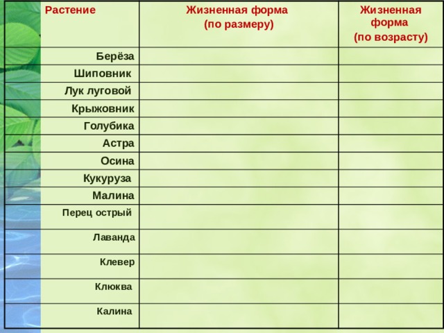 Растение Жизненная форма Берёза (по размеру) Шиповник Жизненная форма Лук луговой (по возрасту) Крыжовник Голубика Астра Осина Кукуруза Малина Перец острый Лаванда Клевер Клюква Калина 