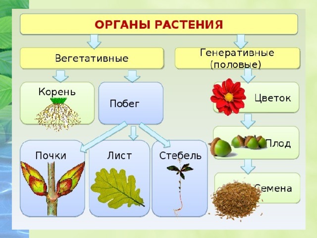 Царство растений  