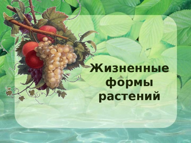 Жизненные формы растений 