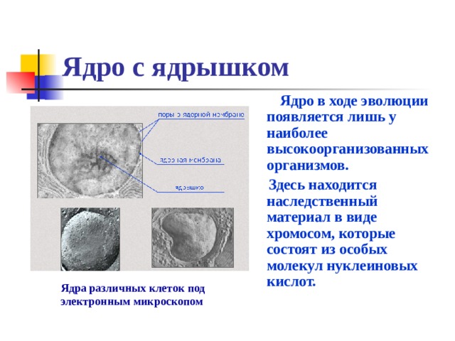 Ядро с ядрышком  Ядро в ходе эволюции появляется лишь у наиболее высокоорганизованных организмов.  Здесь находится наследственный материал в виде хромосом, которые состоят из особых молекул нуклеиновых кислот. Ядра различных клеток под электронным микроскопом 