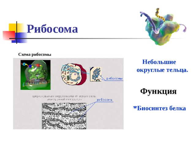Рибосома Схема рибосомы  Небольшие округлые тельца. Функция Биосинтез белка 