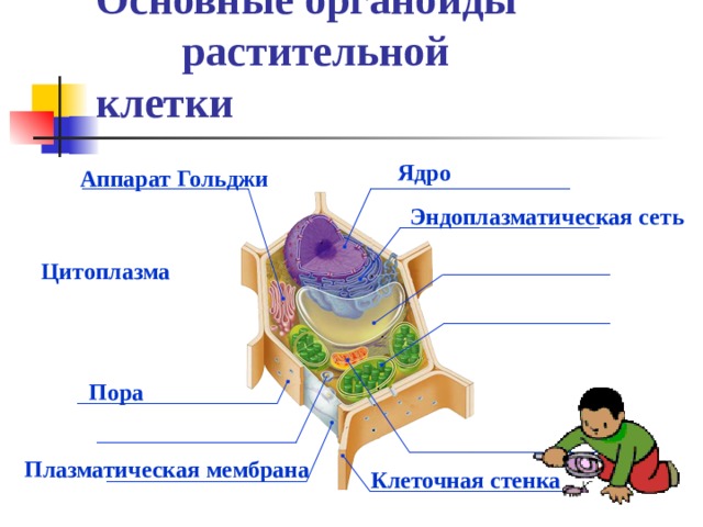 Основные органоиды растительной клетки Ядро Аппарат Гольджи Эндоплазматическая сеть Цитоплазма Пора  Плазматическая мембрана Клеточная стенка 