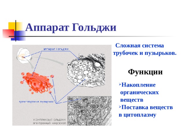 Аппарат Гольджи  Сложная система трубочек и пузырьков. Функции Накопление  органических  веществ Поставка веществ в цитоплазму 
