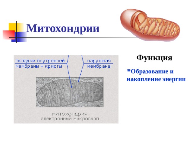 Митохондрии Функция Образование и накопление энергии 
