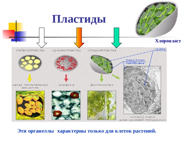Пластиды  Хлоропласт  Эти органеллы  характерны только для клеток растений. 