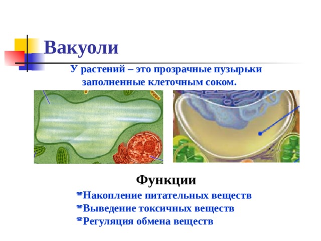 Вакуоли У растений – это прозрачные пузырьки заполненные клеточным соком. Функции Накопление питательных веществ Выведение токсичных веществ Регуляция обмена веществ 
