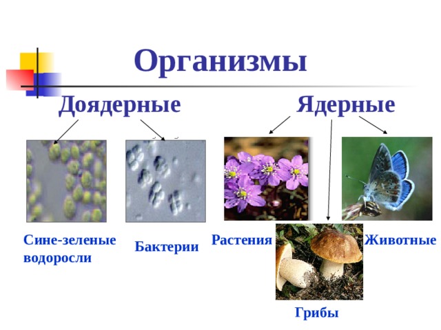 Организмы  Доядерные Ядерные Сине-зеленые водоросли Растения Животные Бактерии Грибы 