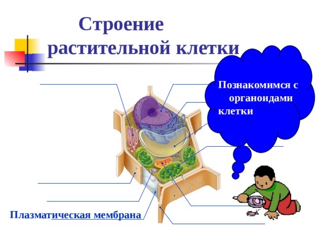 Строение растительной клетки Познакомимся с органоидами клетки  Плазматическая мембрана 