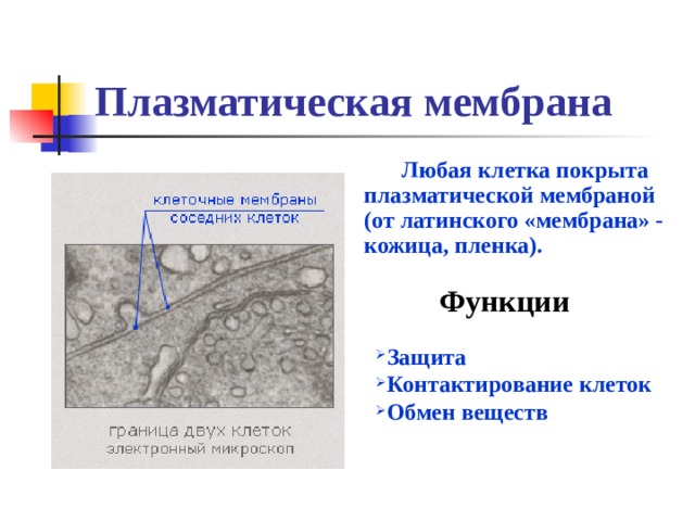 Плазматическая мембрана  Любая клетка покрыта плазматической мембраной (от латинского «мембрана» - кожица, пленка).  Функции     Защита Контактирование клеток Обмен веществ  