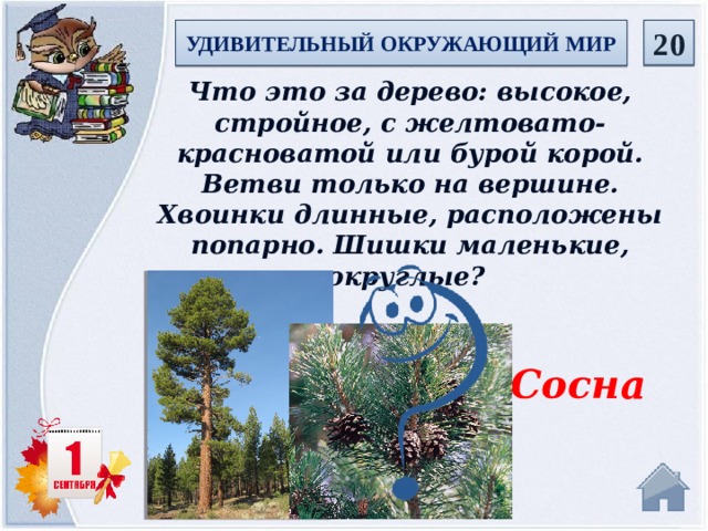  20 УДИВИТЕЛЬНЫЙ ОКРУЖАЮЩИЙ МИР Что это за дерево: высокое, стройное, с желтовато-красноватой или бурой корой. Ветви только на вершине. Хвоинки длинные, расположены попарно. Шишки маленькие, округлые? Сосна   