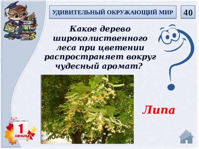  40 УДИВИТЕЛЬНЫЙ ОКРУЖАЮЩИЙ МИР Какое дерево широколиственного леса при цветении распространяет вокруг чудесный аромат? Липа   