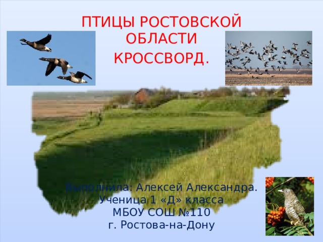 ПТИЦЫ РОСТОВСКОЙ ОБЛАСТИ КРОССВОРД.    Выполнила: Алексей Александра.  Ученица 1 «Д» класса  МБОУ СОШ №110  г. Ростова-на-Дону 