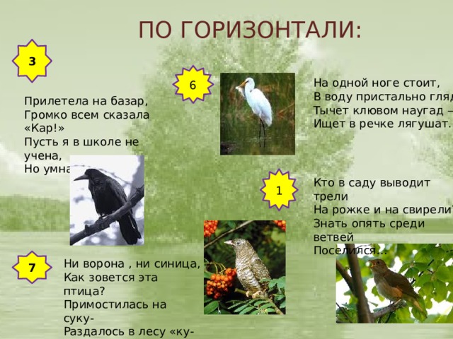 ПО ГОРИЗОНТАЛИ: 3 6 На одной ноге стоит,  В воду пристально глядит.  Тычет клювом наугад —  Ищет в речке лягушат.    Прилетела на базар, Громко всем сказала «Кар!» Пусть я в школе не учена, Но умна, ведь я… 1 Кто в саду выводит трели На рожке и на свирели? Знать опять среди ветвей Поселился… 7 Ни ворона , ни синица, Как зовется эта птица? Примостилась на суку- Раздалось в лесу «ку-ку». 