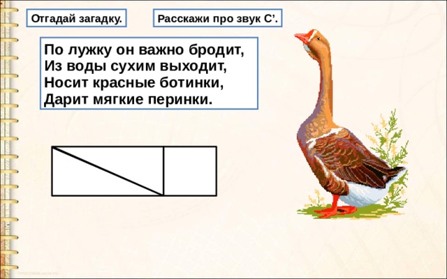 Расскажи про звук С ’ . Отгадай загадку. По лужку он важно бродит, Из воды сухим выходит, Носит красные ботинки, Дарит мягкие перинки. 