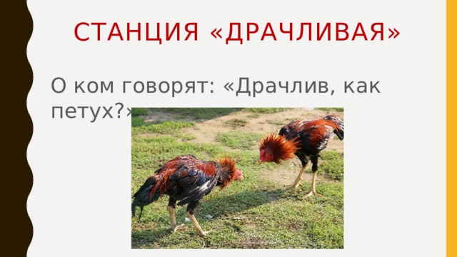 Станция «Драчливая» О ком говорят: «Драчлив, как петух?» 