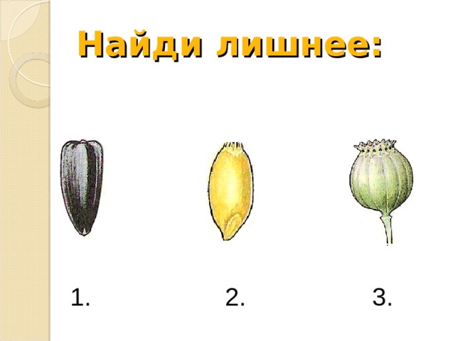 Найди лишнее:  1. 2. 3. 