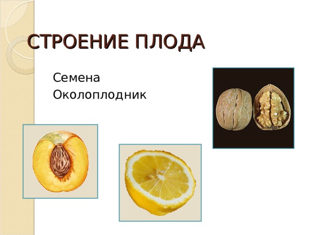 СТРОЕНИЕ ПЛОДА  Семена  Околоплодник 