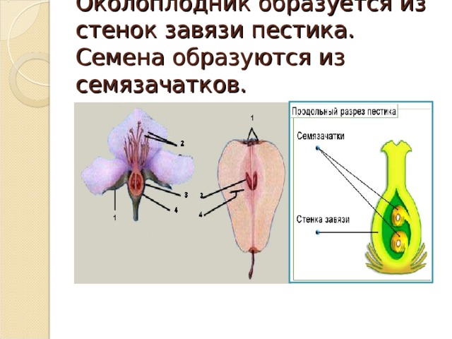 Околоплодник образуется из стенок завязи пестика. Семена образуются из семязачатков. 
