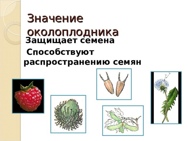 Значение  околоплодника  Защищает семена  Способствуют распространению семян 