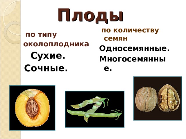 Плоды    по типу околоплодника  Сухие.  Сочные.  по количеству семян Односемянные. Многосемянные. 